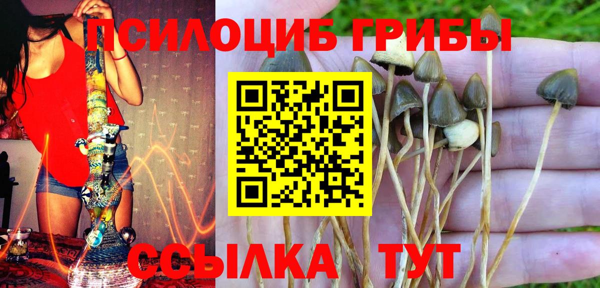 Галлюциногенные грибы Psilocybe  Вход с VPN  Новозыбков 